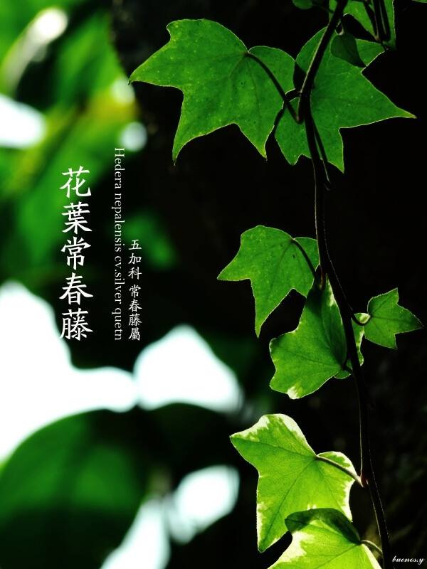 常青藤手机版(常青藤365破解版安装教程)-第2张图片-太平洋在线下载
