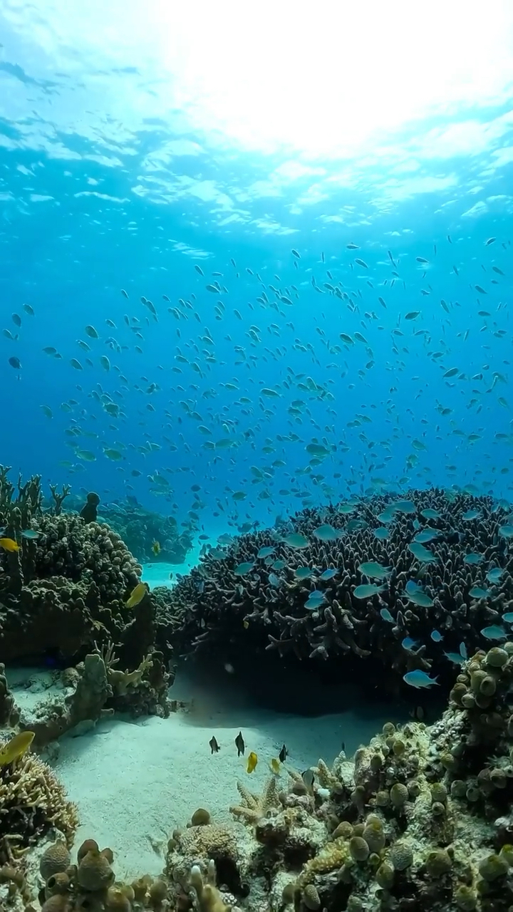 海底世界壁纸手机版高清海底世界动态壁纸电脑版免费下载-第1张图片-太平洋在线下载