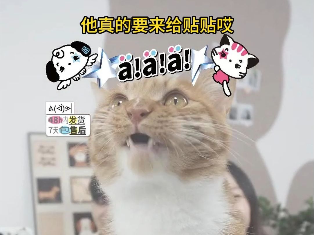 猫咪直播最新苹果版小猫直播在线观看电脑版-第2张图片-太平洋在线下载
