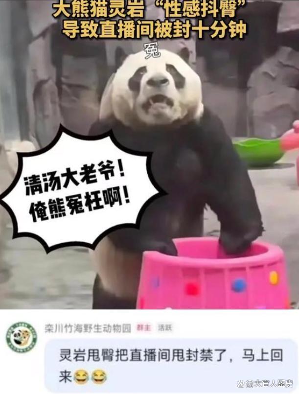 熊猫直播安卓手机版熊猫直播tv电视直播最新版本-第1张图片-太平洋在线下载